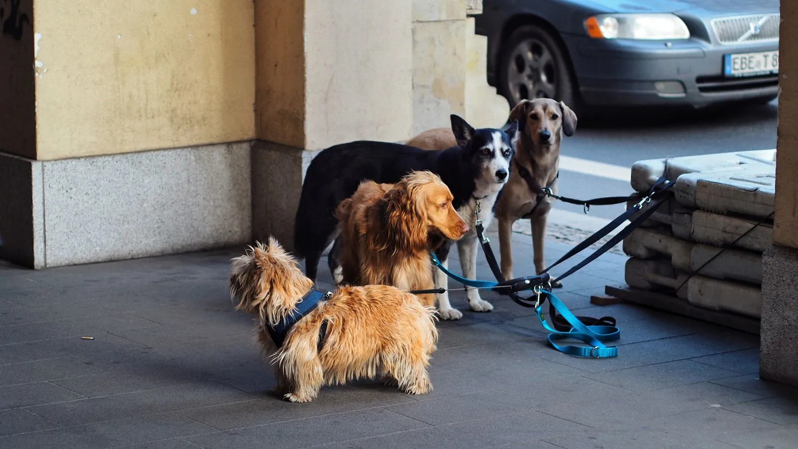Helping a City Dog Settle at Home